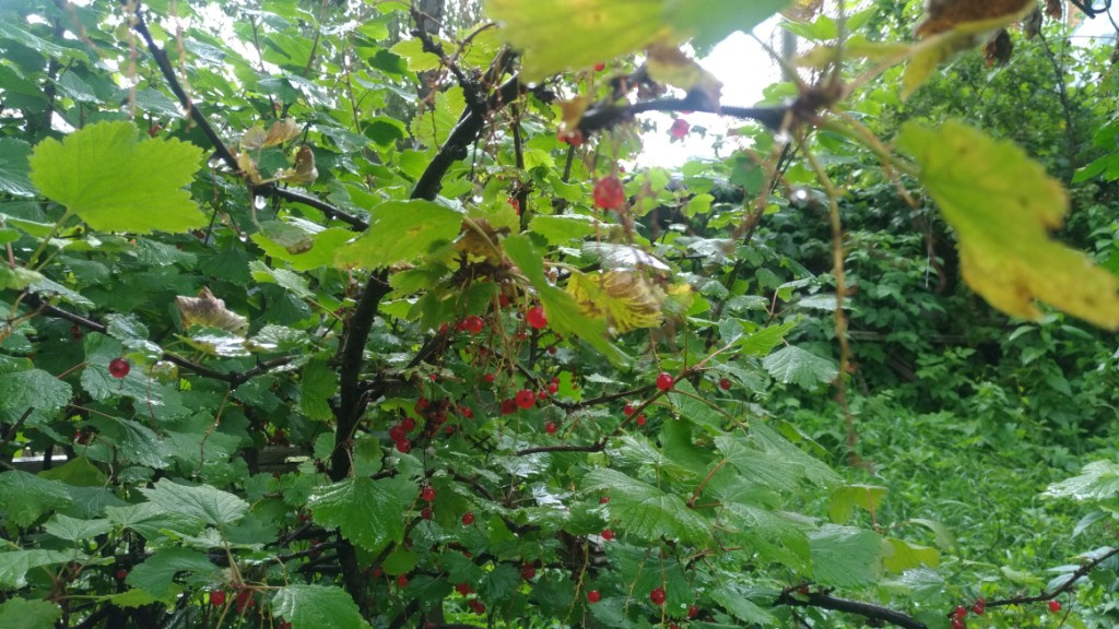 Участок, 4.5 сот. - фото 5
