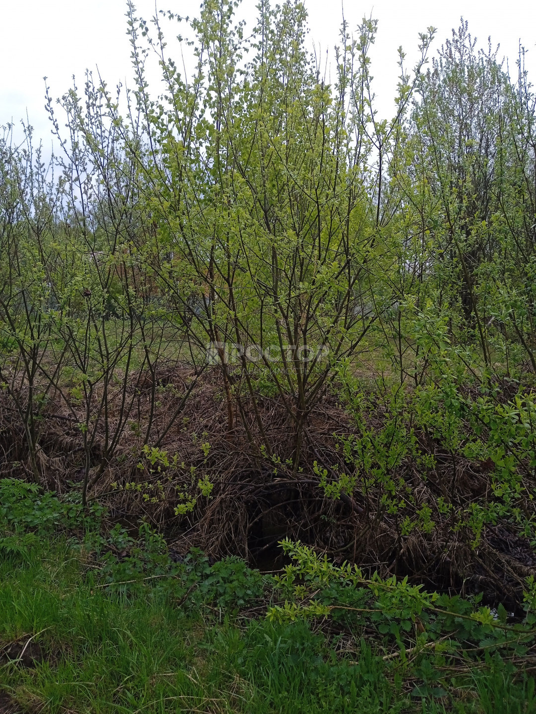 Участок, 12 сот. - фото 12