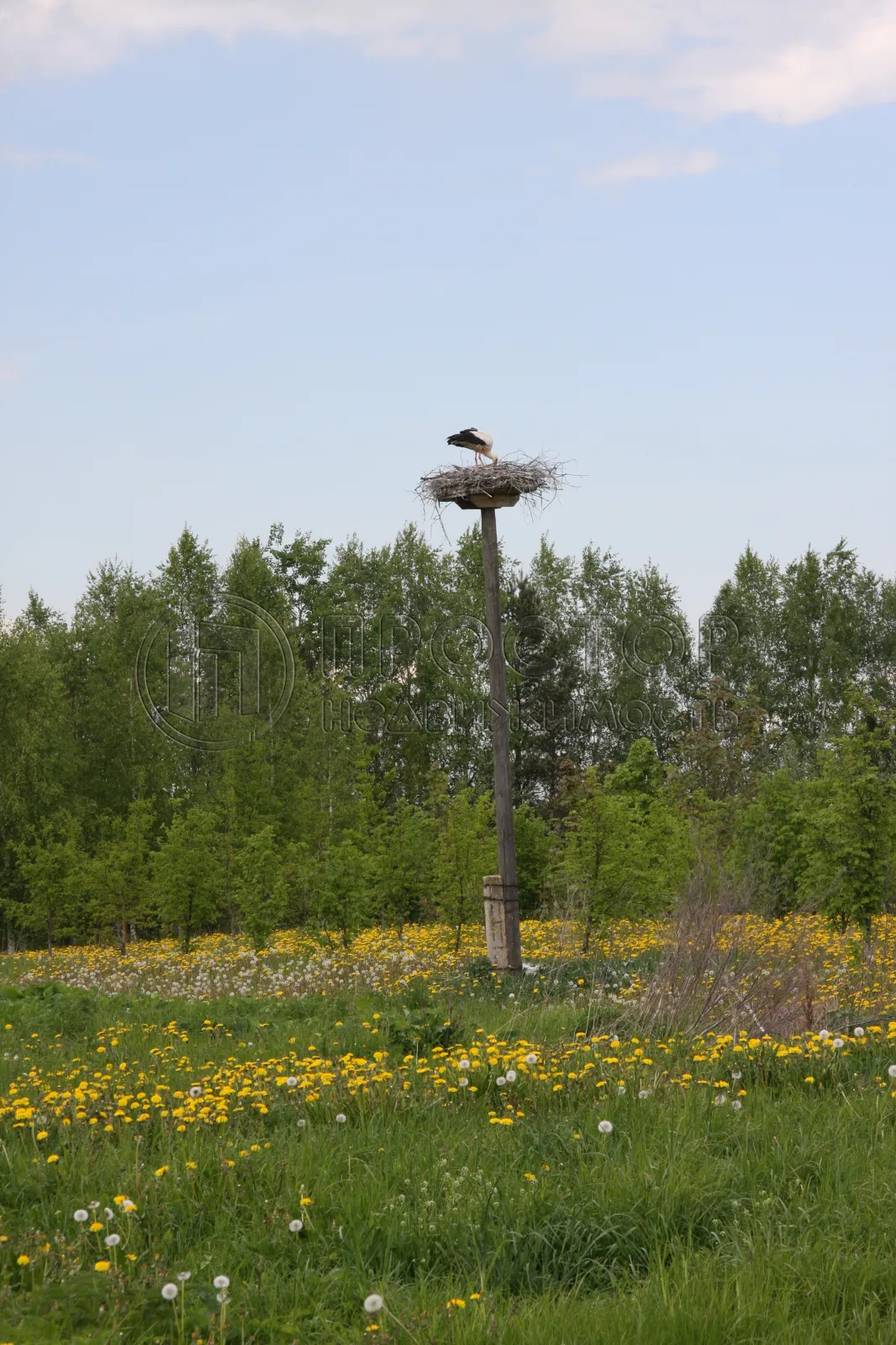 Участок, 25 сот. - фото 6