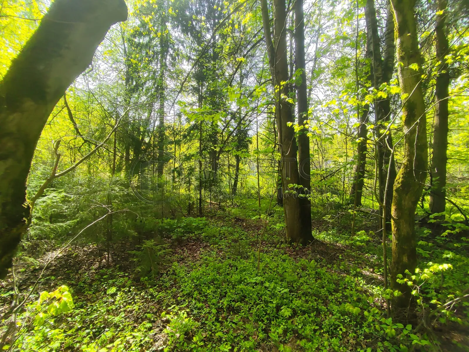 Участок, 50 сот. - фото 3