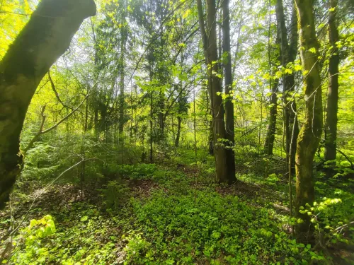 Участок, 50 сот. - фото 3