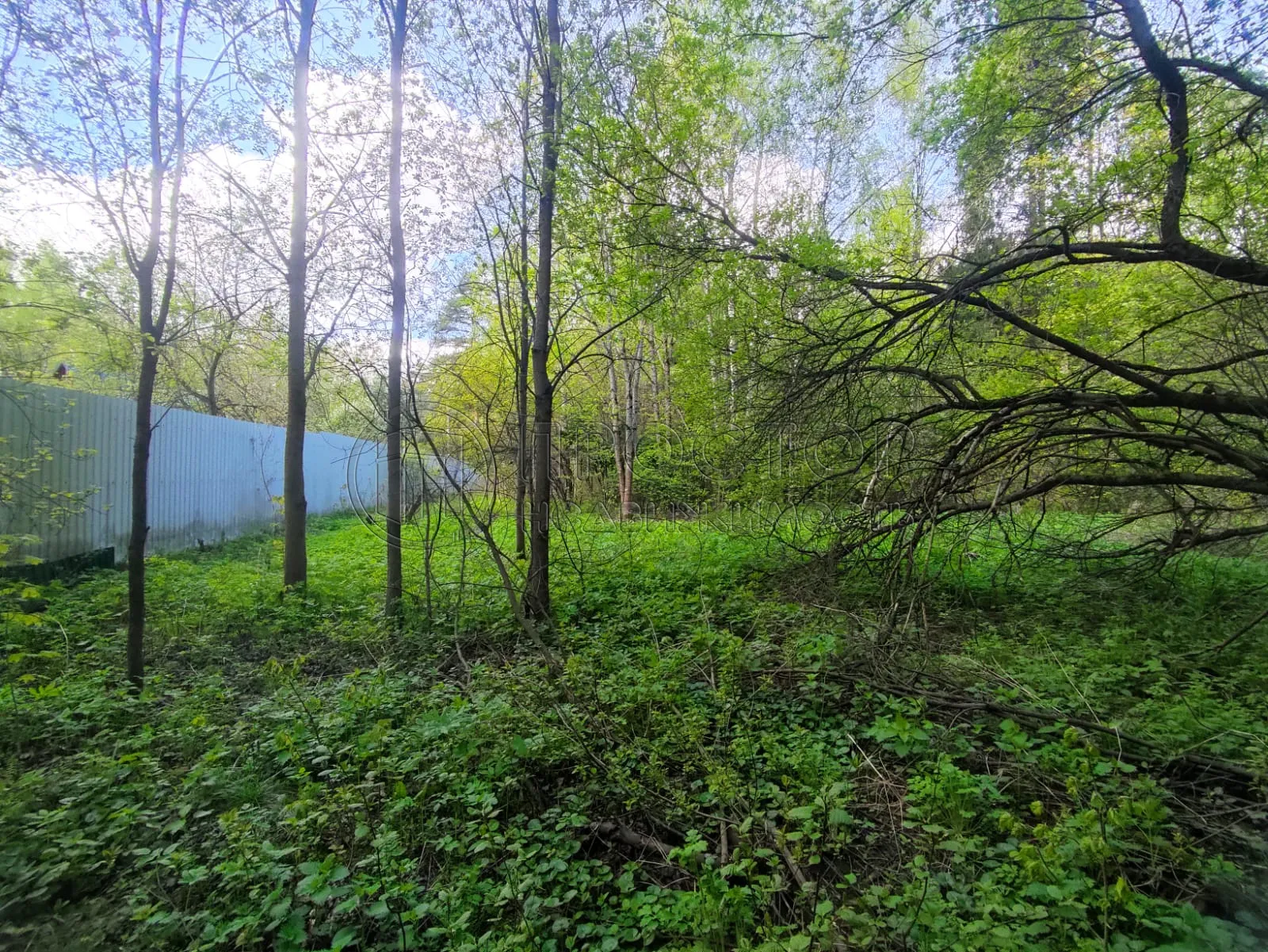 Участок, 50 сот. - фото 5