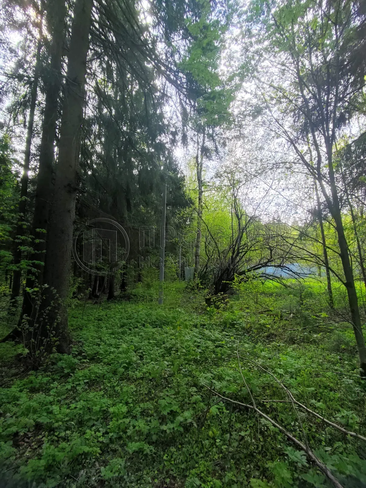 Участок, 50 сот. - фото 8