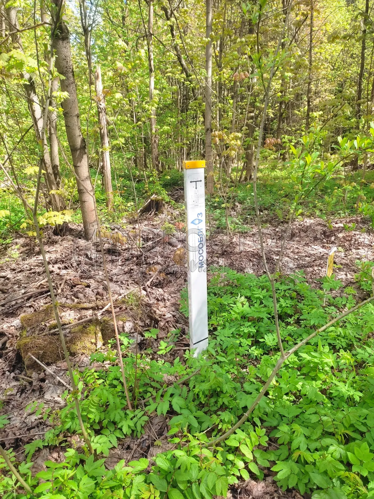 Участок, 50 сот. - фото 4