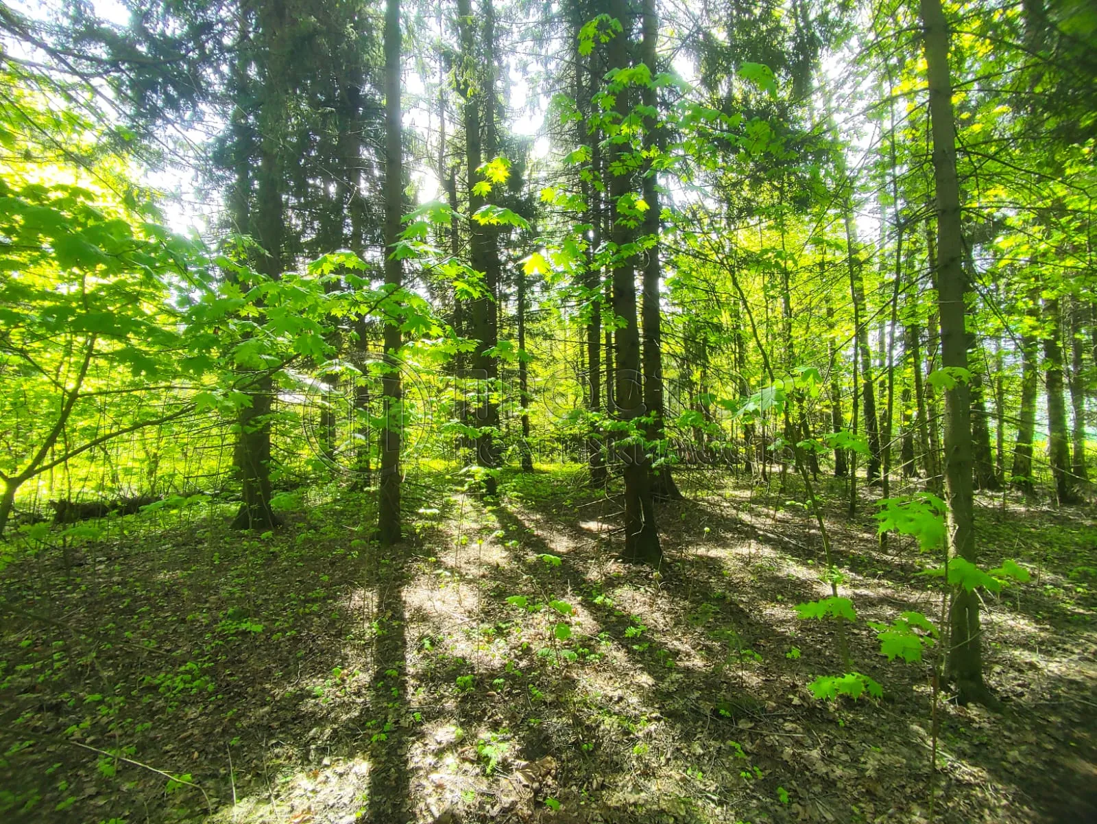 Участок, 50 сот. - фото 2