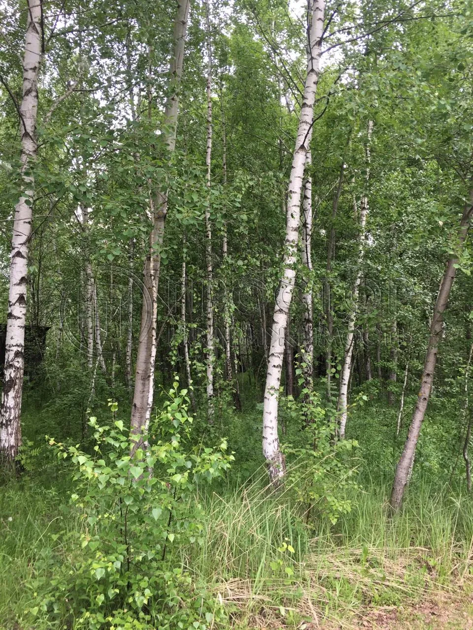 Участок, 12 сот. - фото 7