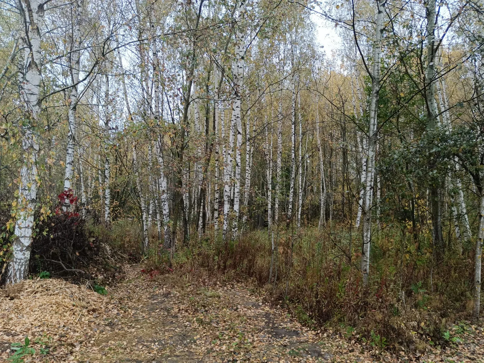 Участок, 12 сот. - фото 12