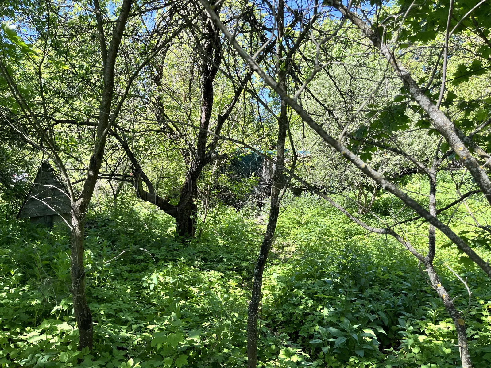 Участок, 7.5 сот. - фото 5