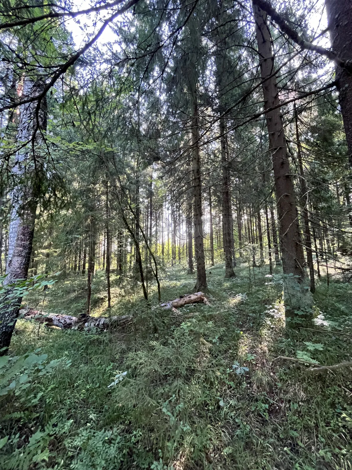 Участок, 14.63 сот. - фото 8