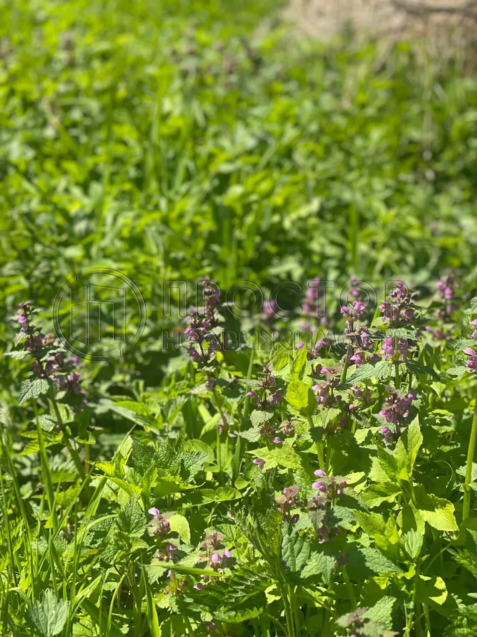 Коммерческая недвижимость (земельный участок),  м² - фото 8