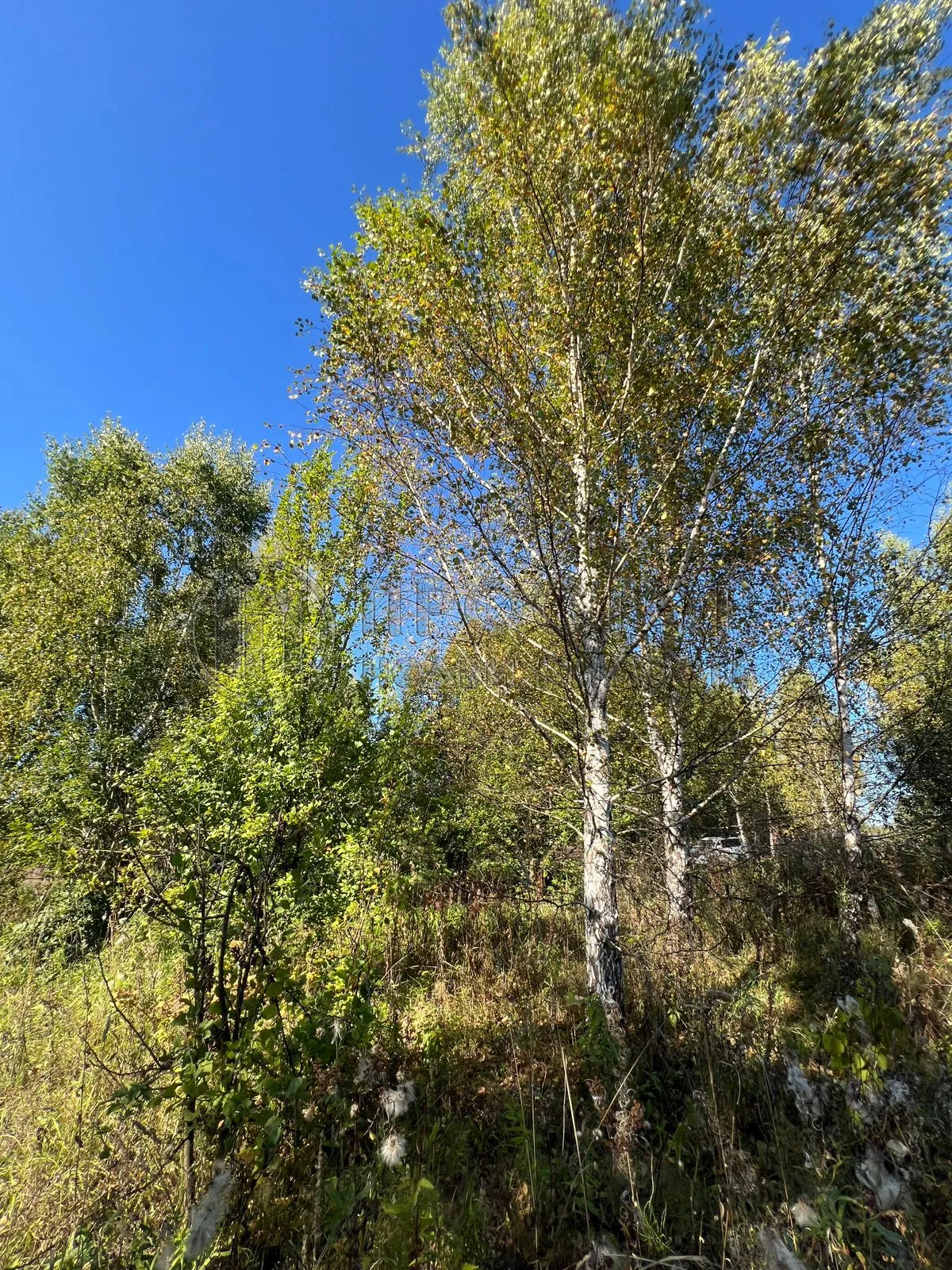 Участок, 6 сот. - фото 6