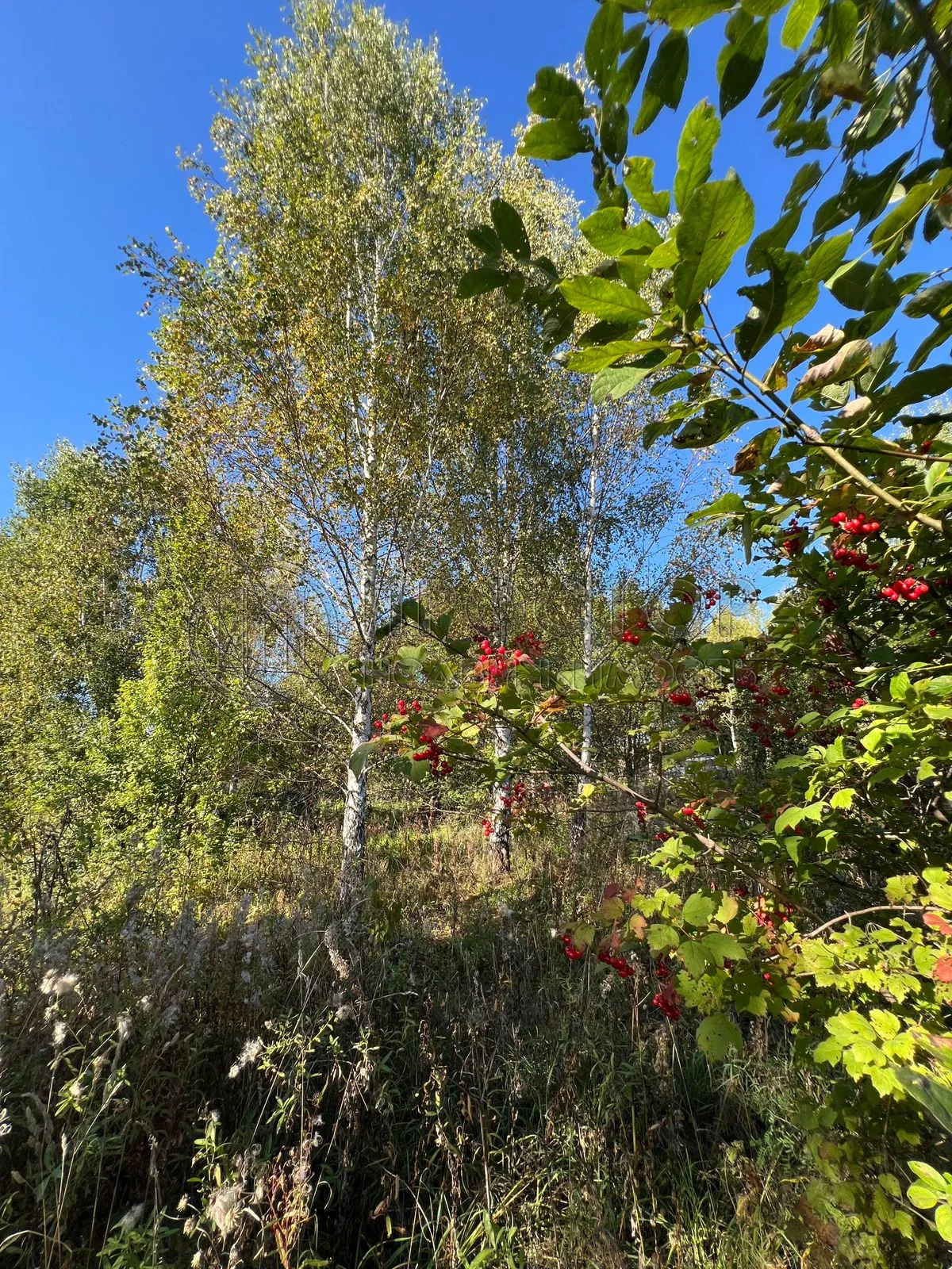 Участок, 6 сот. - фото 7