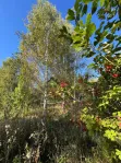 Участок, 6 сот. - фото 15