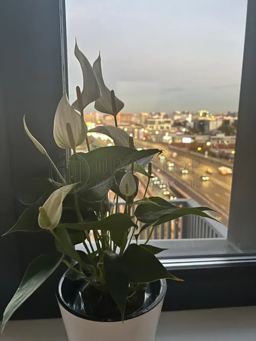 3-комнатная квартира, 85.5 м² - фото 15