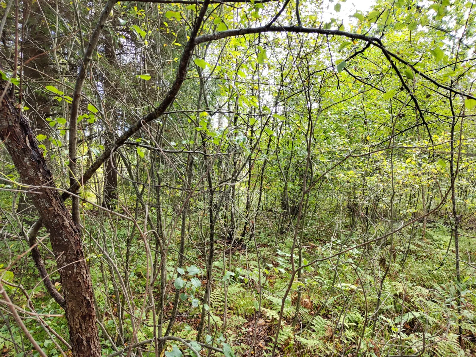 Участок, 24 сот. - фото 2