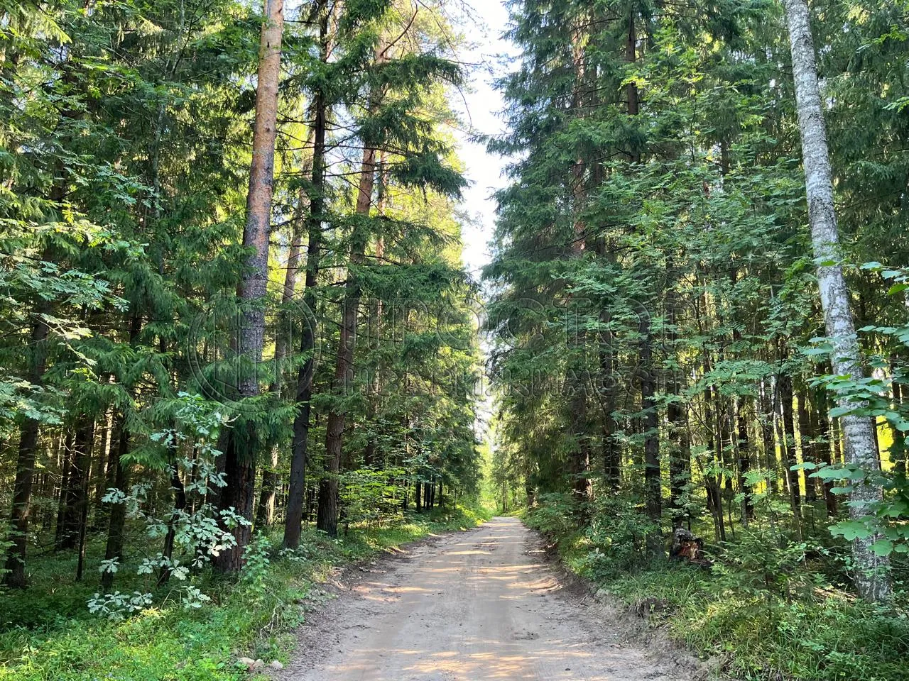 Участок, 100 сот. - фото 2