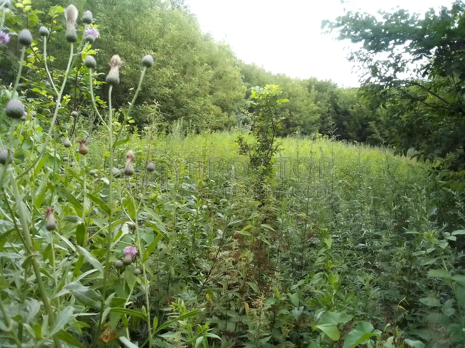 Участок, 6.1 сот. - фото 4