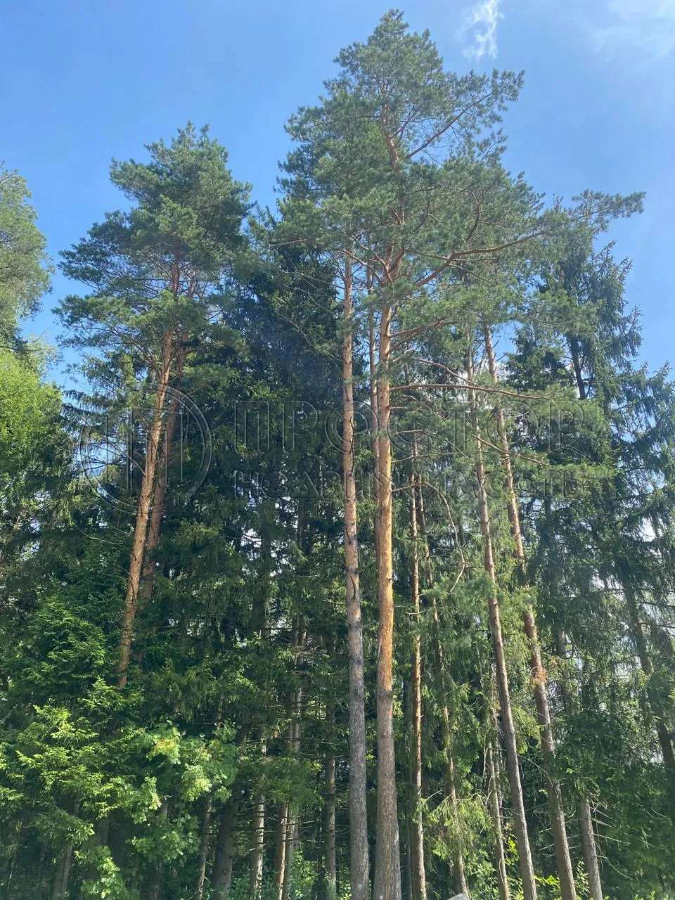 Участок, 18.8 сот. - фото 10