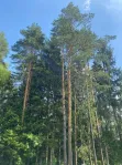 Участок, 18.8 сот. - фото 22