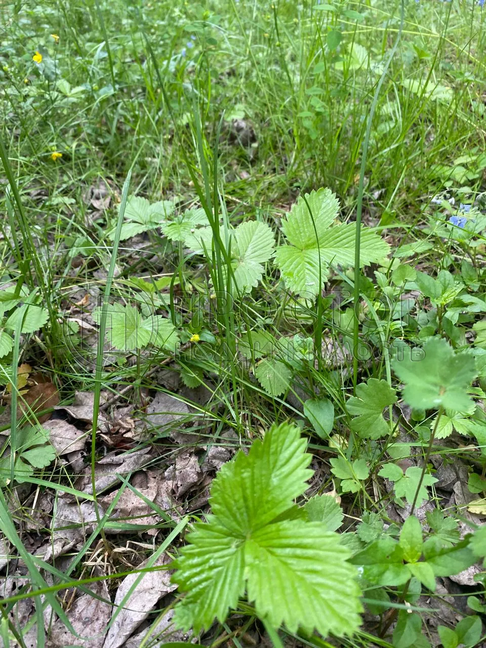 Участок, 20 сот. - фото 15