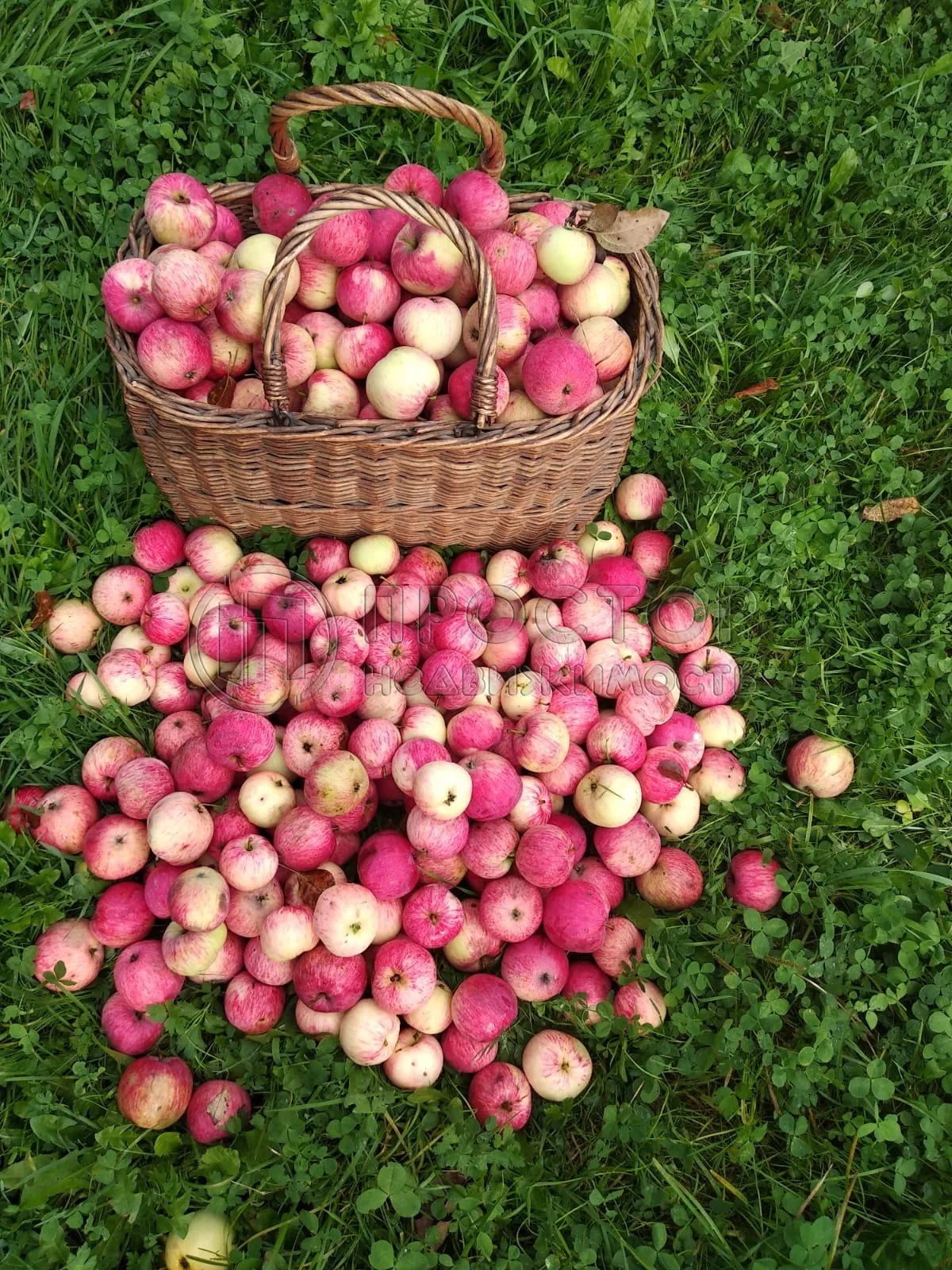 Участок, 10 сот. - фото 11