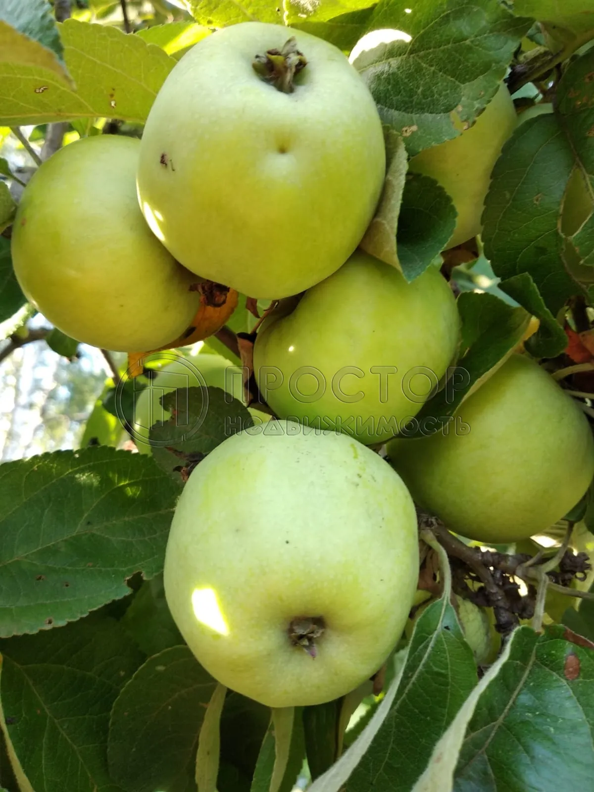 Участок, 10 сот. - фото 12