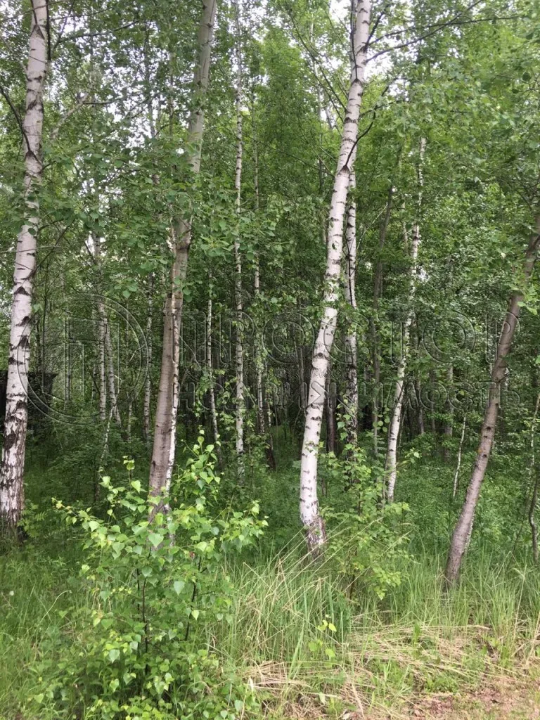 Участок, 12 сот. - фото 7