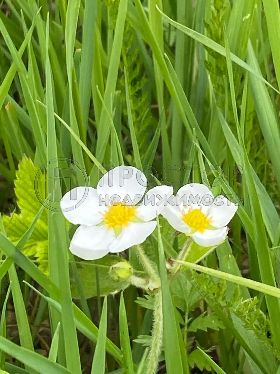Участок, 100 сот. - фото 12