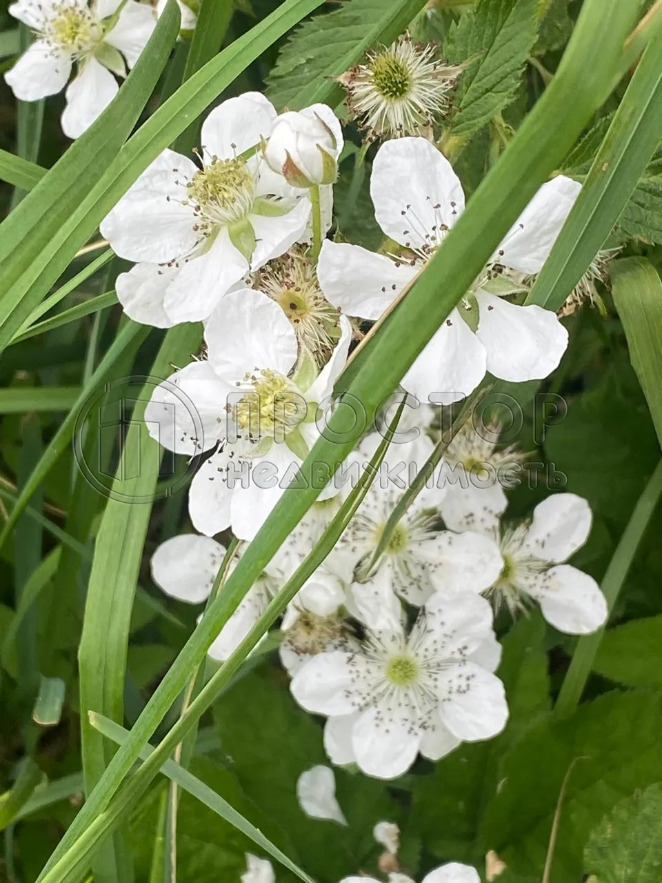 Участок, 100 сот. - фото 17