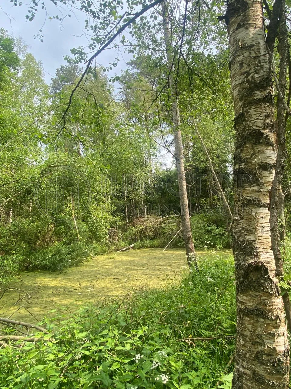 Участок, 100 сот. - фото 18