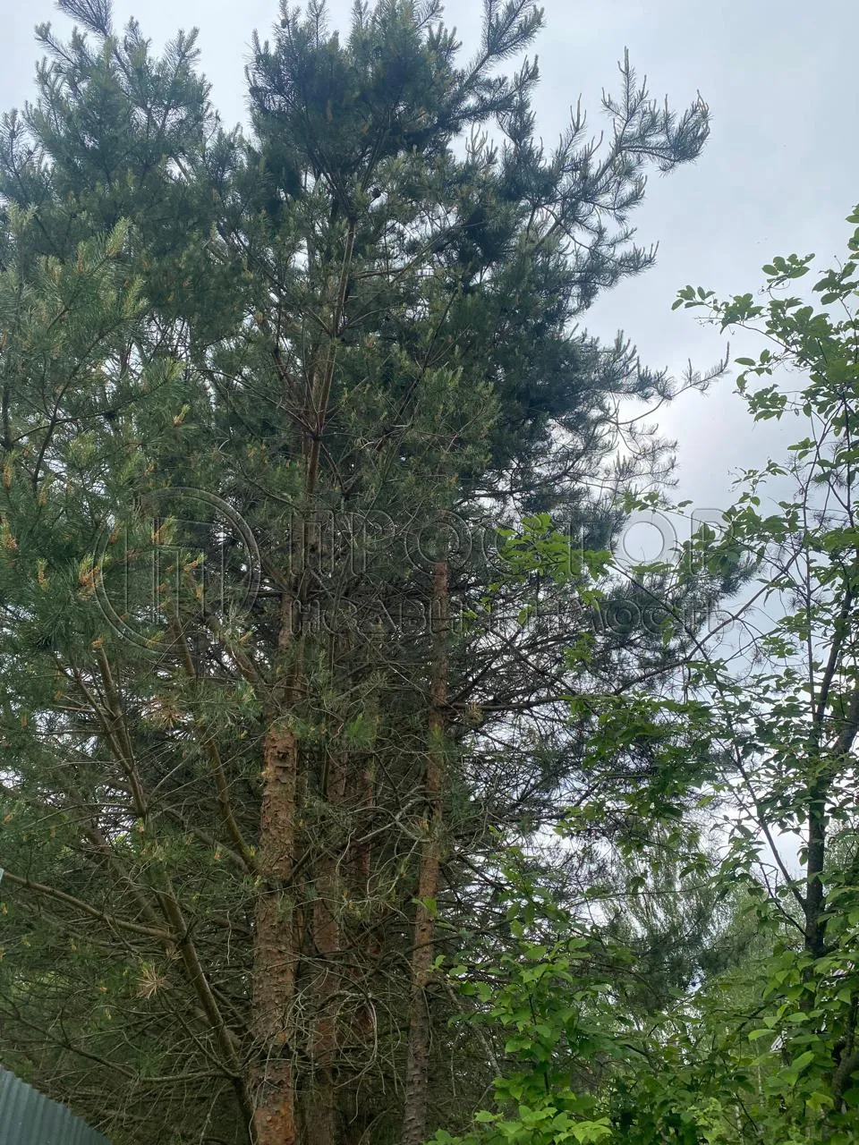 Участок, 100 сот. - фото 23