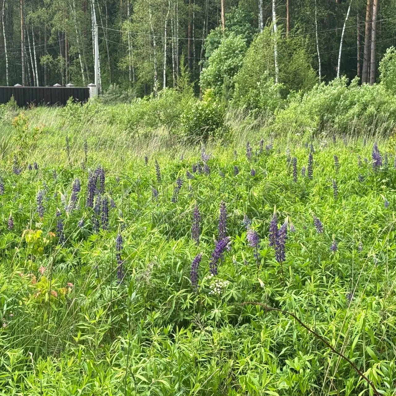 Участок, 20 сот. - фото 2