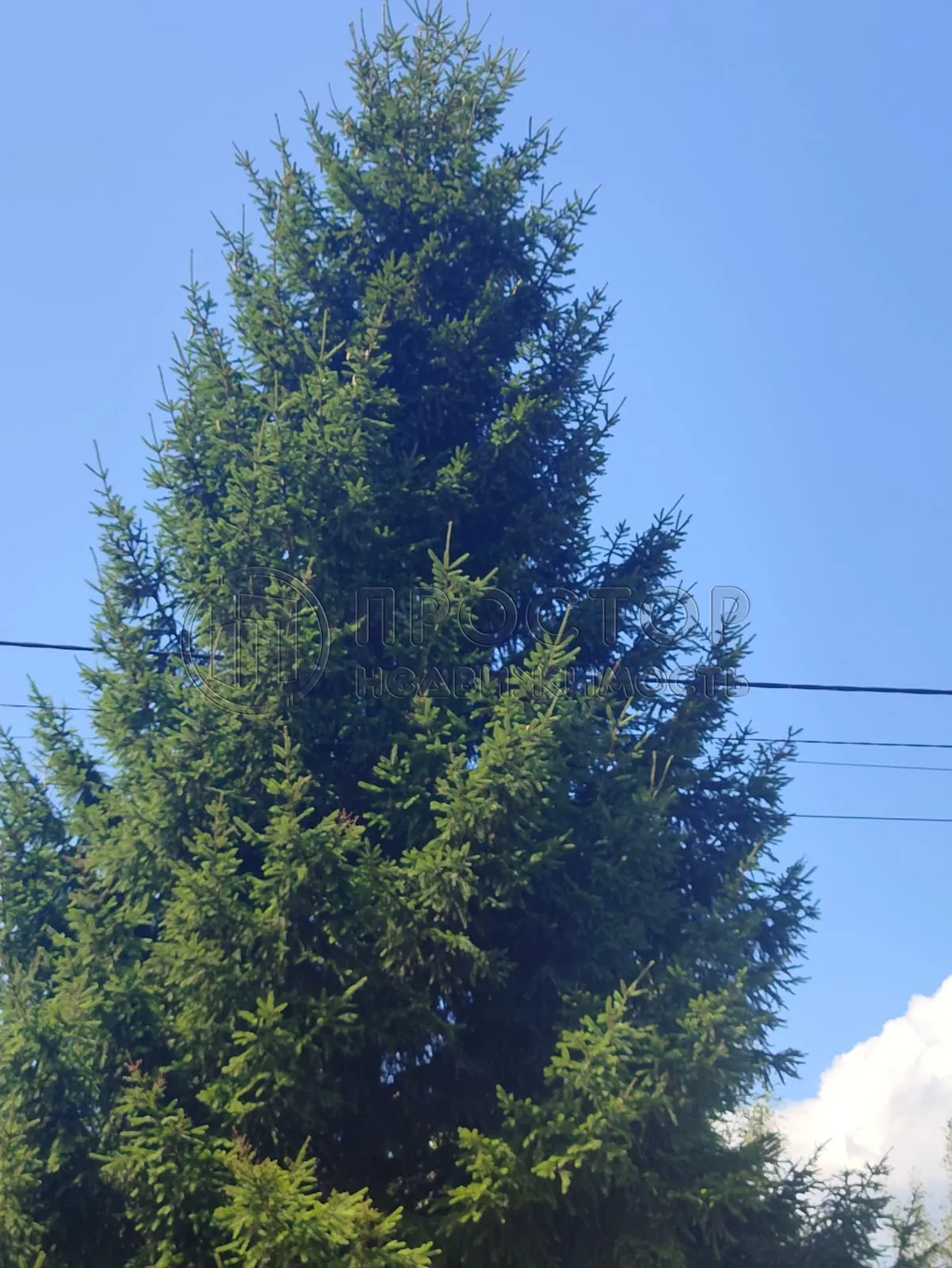 Участок, 6 сот. - фото 9