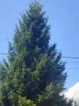 Участок, 6 сот. - фото 35