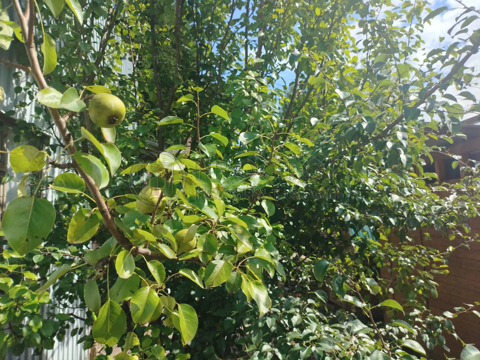 Участок, 6 сот. - фото 14