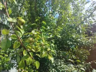 Участок, 6 сот. - фото 40