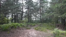 Коммерческая недвижимость (земельный участок),  м² - фото 22