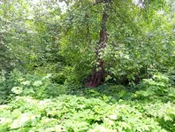 Участок, 5.5 сот. - фото 12