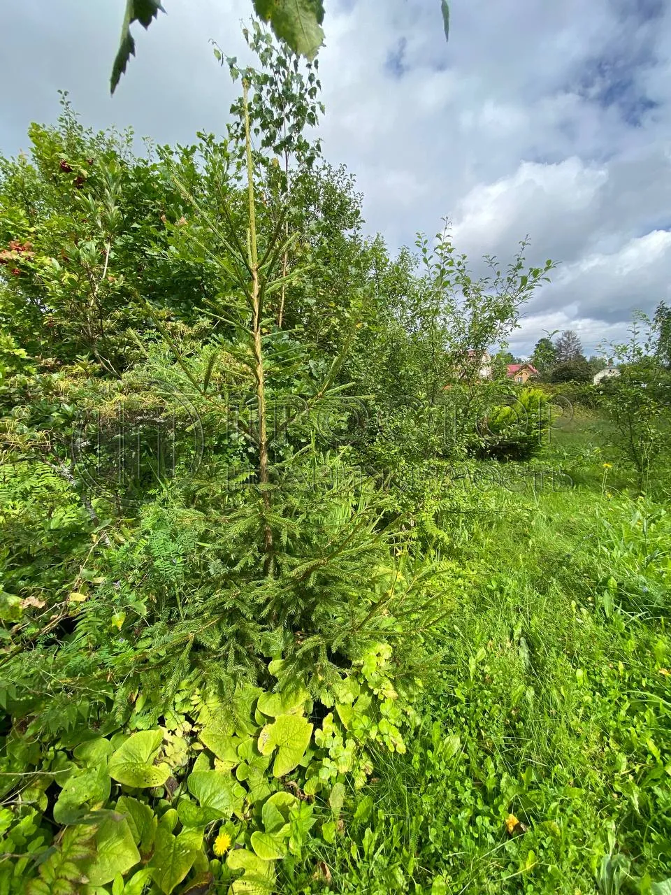 Участок, 10 сот. - фото 7