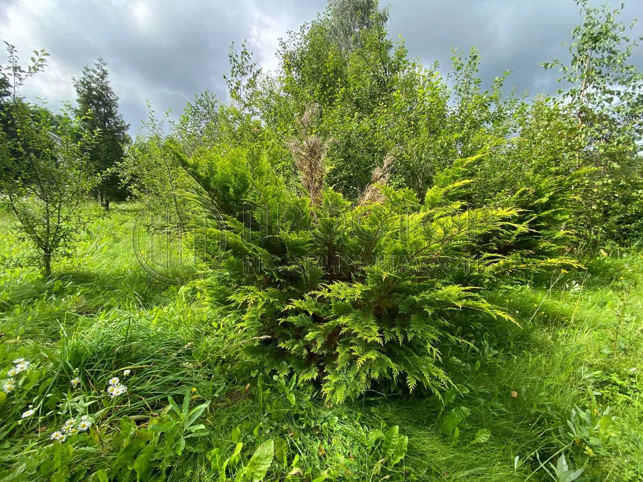 Участок, 10 сот. - фото 9