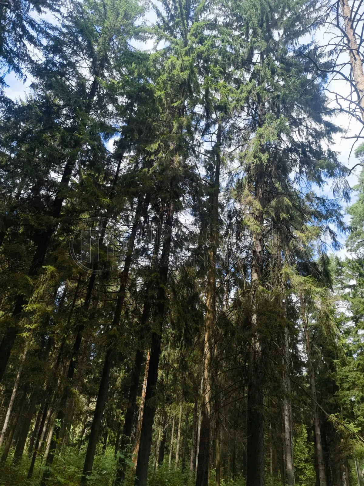 Коммерческая недвижимость (земельный участок),  м² - фото 7