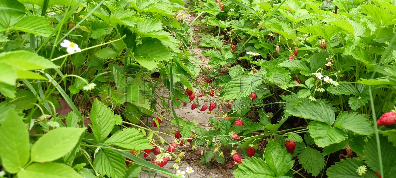 Участок, 6 сот. - фото 21