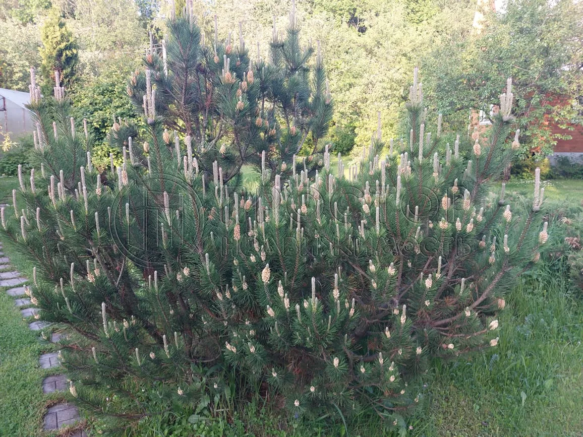 Участок, 6 сот. - фото 49