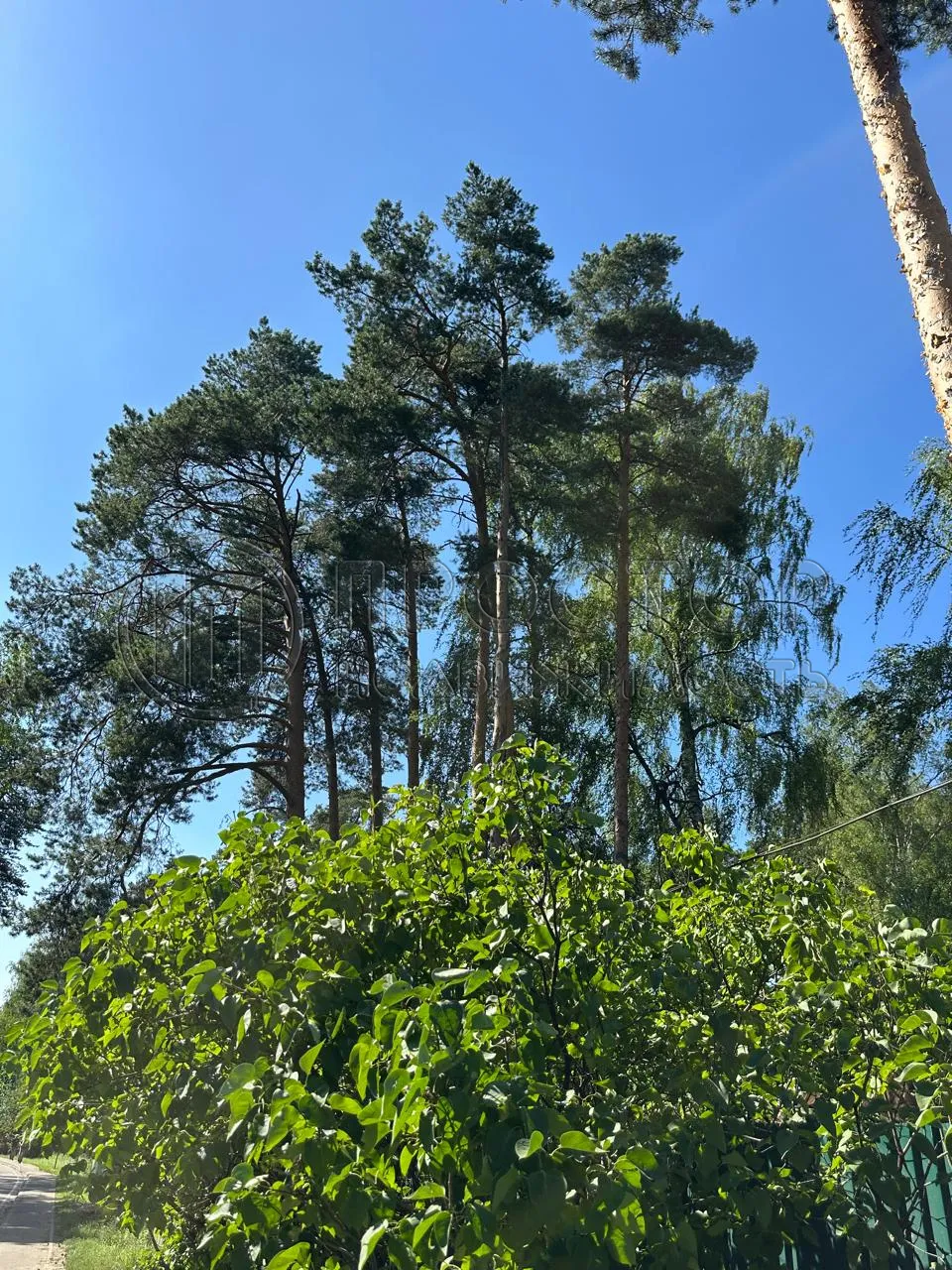 Участок, 52 сот. - фото 6