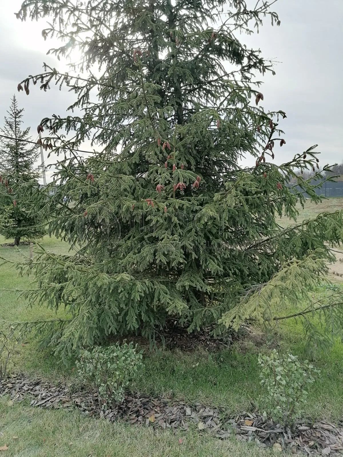 Таунхаус, 240 м² - фото 3